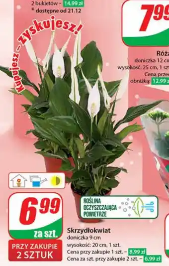 Dino Skrzydłokwiat oferta