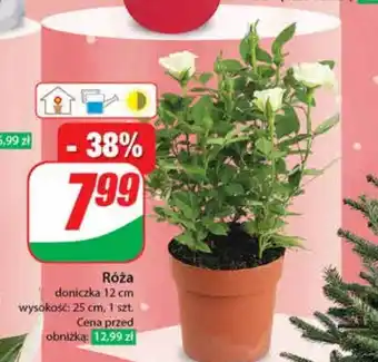 Dino Róża oferta