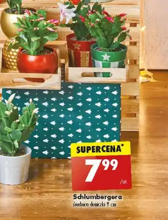 Biedronka Schlumbergera oferta