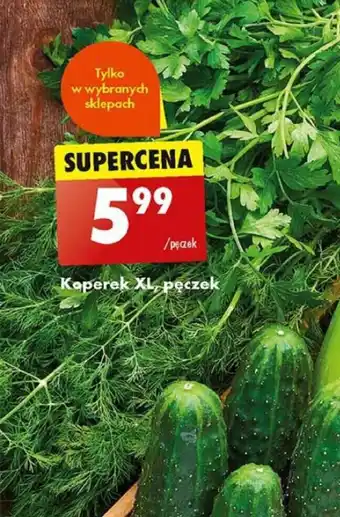 Biedronka Koperek XL, pęczek oferta