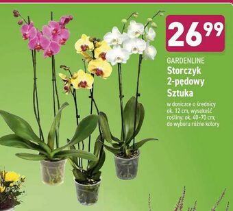 ALDI Storczyk 2-pędowy Sztuka oferta