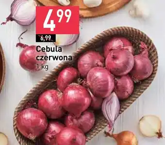 Stokrotka Cebula czerwona oferta