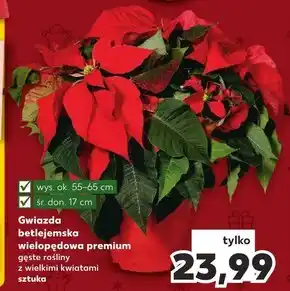 Kaufland Gwiazda betlejemska premium oferta