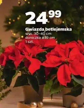 Gwiazda betlejemska