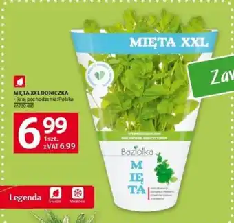 Selgros MIĘTA XXL DONICZKA oferta