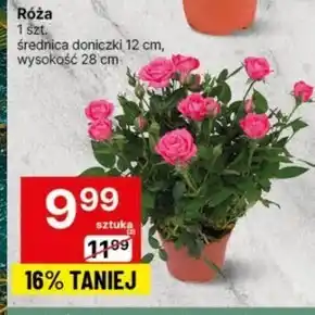 Delikatesy Centrum Róża oferta