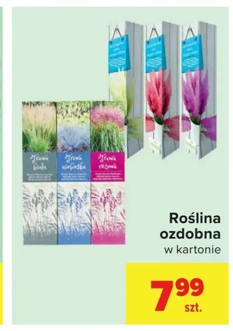 Carrefour Roślina ozdobna oferta
