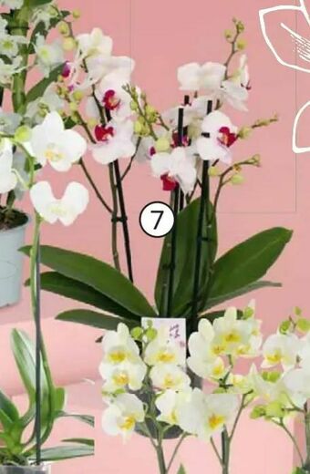 Carrefour Storczyk 3-pędowy oferta