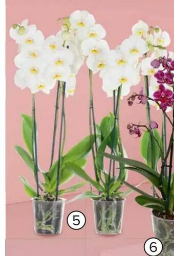 Carrefour Storczyk 3-pędowy oferta