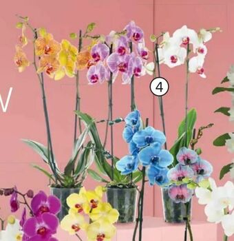 Carrefour Storczyk 2-pędowy oferta