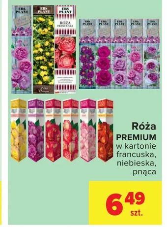 Carrefour Róża oferta