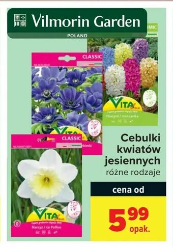 Carrefour Cebulki kwiatów jesiennych oferta