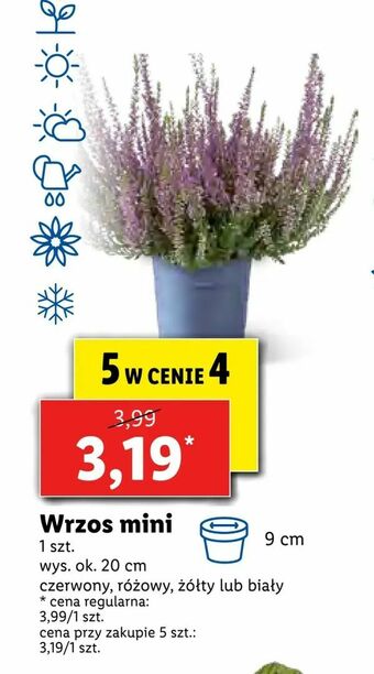 Lidl Wrzos mini oferta