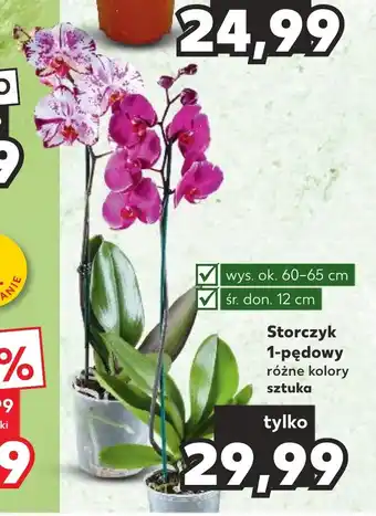 Kaufland Storczyk 1-pędowy sztuka oferta