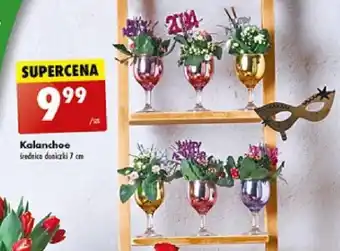 Biedronka Kalanchoe oferta