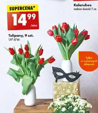 Biedronka Tulipany, 9 szt. oferta