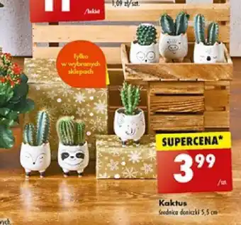 Biedronka Kaktus oferta