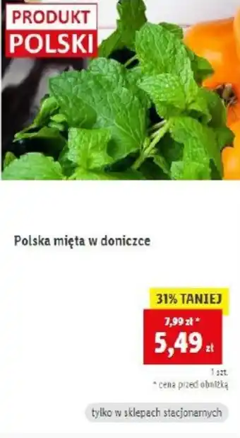 Lidl Polska mięta w doniczce oferta
