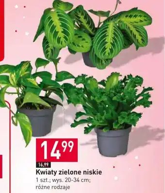 Stokrotka Kwiaty zielone niskie 1 szt. oferta