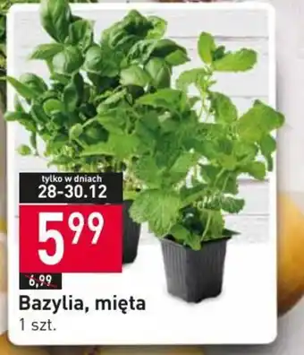 Stokrotka Bazylia, mięta 1 szt. oferta