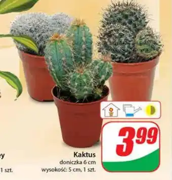 Dino Doniczka kaktus oferta