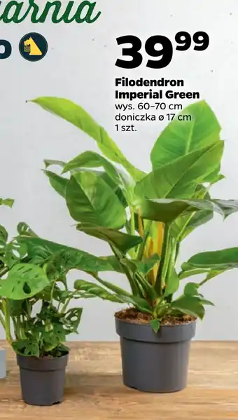 Netto Filodendron imperial green oferta