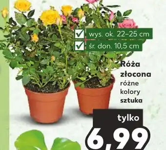 Kaufland Róża ok oferta