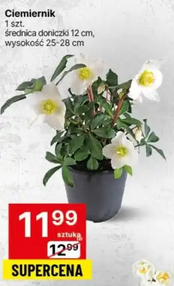 Delikatesy Centrum Ciemiernik 1 szt. oferta