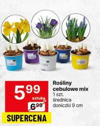Delikatesy Centrum Rośliny cebulowe mix 1 szt. oferta