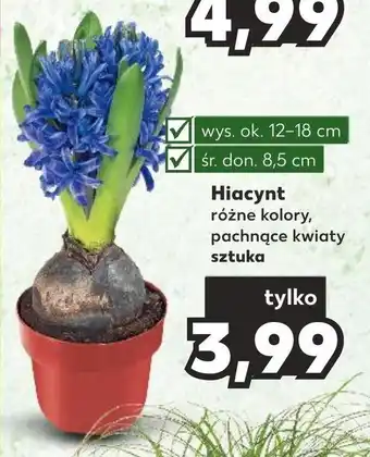 Kaufland Hiacynt oferta