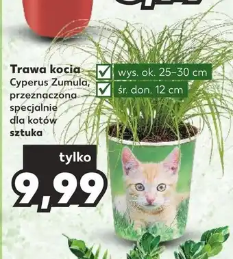 Kaufland Trawa kocia oferta