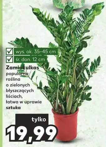 Kaufland Zamiokulkas oferta