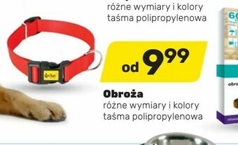 Obroża