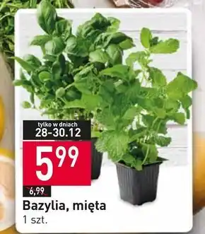 Mięta