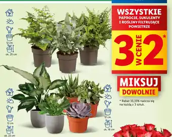 Lidl WSZYSTKIE PAPROCIE SUKULENTY I ROŚLINY FILTRUJĄCE oferta