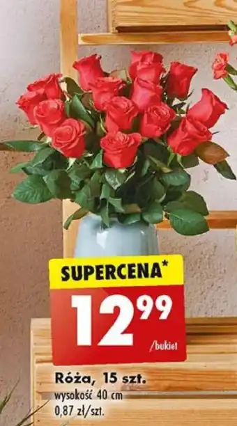 Biedronka Róża 15szt. oferta