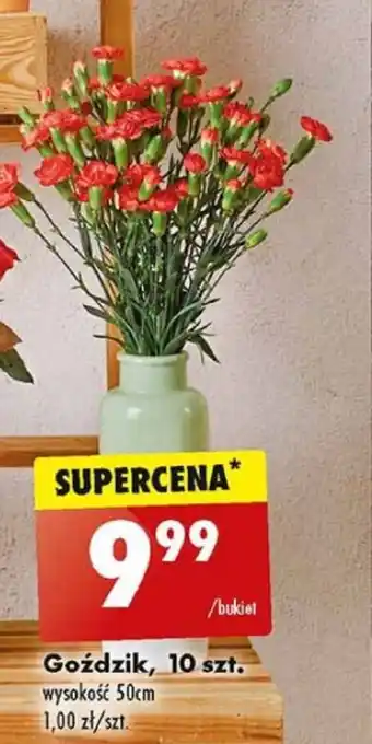 Biedronka Goździk 10 szt. oferta