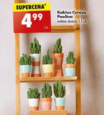 Biedronka Kaktus Cereus Paolina oferta