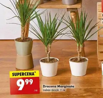 Biedronka Dracena Marginata oferta