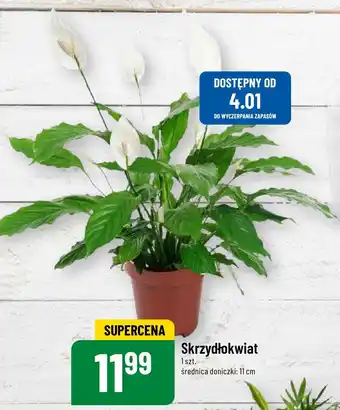 Polomarket Skrzydłokwiat oferta