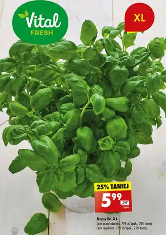 Biedronka Bazylia XL oferta
