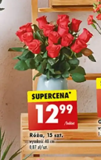 Biedronka Róża, 15 szt. oferta