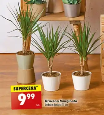 Biedronka Dracena Marginata oferta