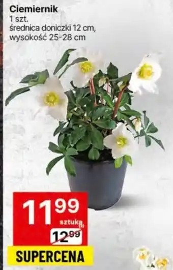 Delikatesy Centrum Ciemiernik 1szt. oferta
