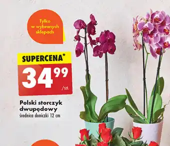 Biedronka Polski storczyk dwupędowy oferta