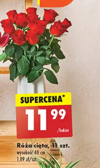 Biedronka Róża cięta, 11 szt. oferta