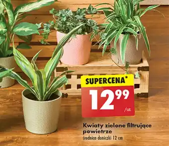 Biedronka Kwiaty zielone filtrujące powietrze oferta