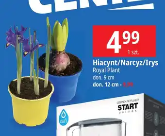 Hiacynt/Narcyz/Irys