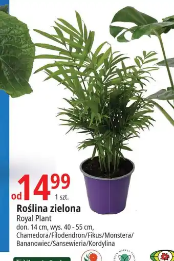 E.Leclerc Roślina zielona Royal Plant oferta