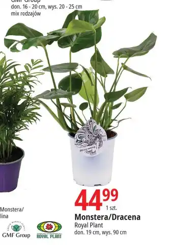E.Leclerc Monstera/Dracena Royal Plant oferta